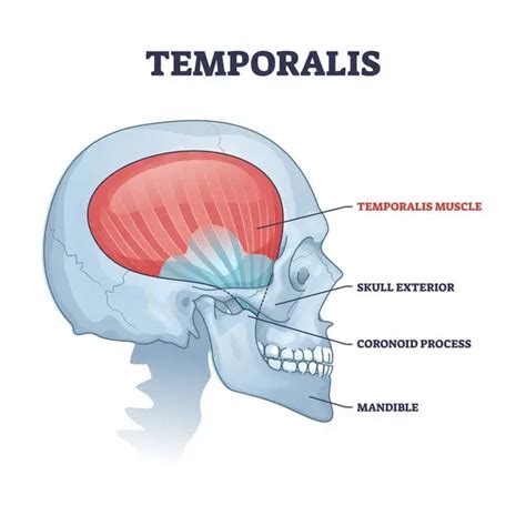 Temporalis Muscle Origin Insertion Function Exercise