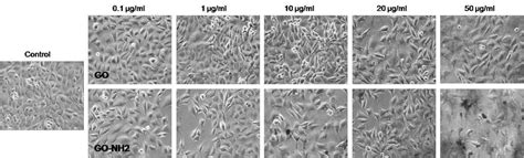 Phase Contrast Micrographs Of A549 Cells Incubated For 24 Hours With