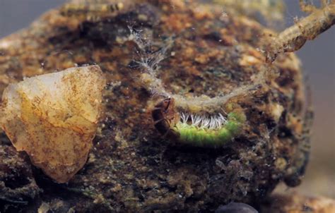 Video How To Tie The Caddis Larva Orvis News