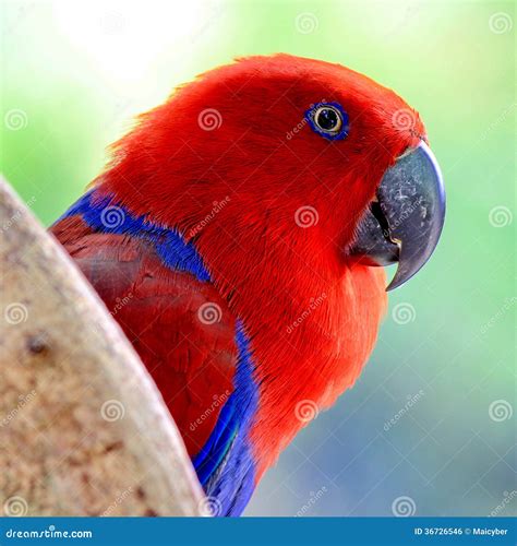 Colorful Parrot Stock Photo Image Of Parrot Colour 36726546