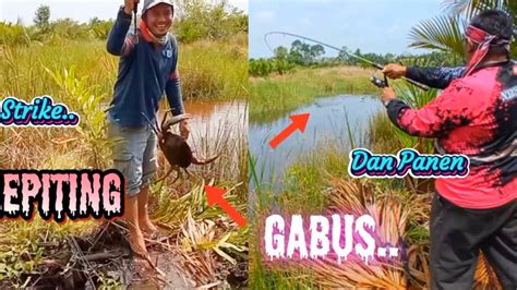 Strike Kepiting Dan Panen Gabus Di Rawa Air Payau Kalimantan Youtube