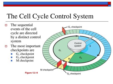 Molecular Control Of Cell Cycle Diagram Control Of The Cell