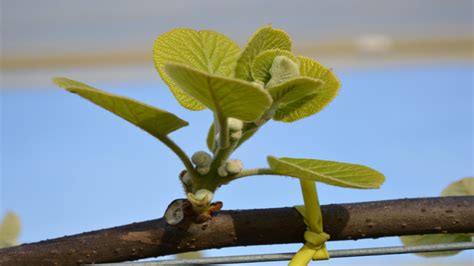 Strategia Di Diradamento Dei Fiori Laterali Nel Kiwi A Polpa Gialla