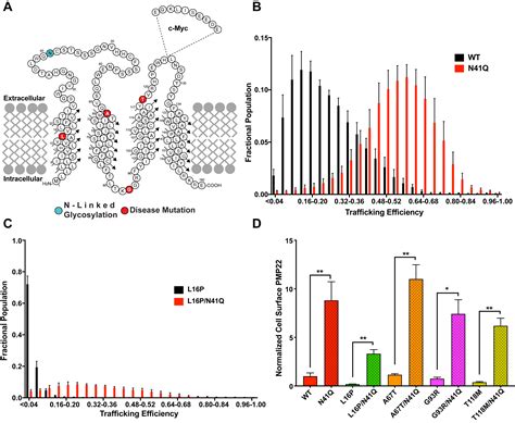 Glycosylation Limits Forward Trafficking Of The Tetraspan Membrane