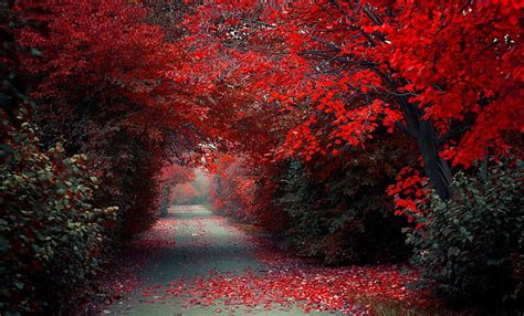 HD wallpaper: red trees, red trees, path, road, fall, nature, landscape ...