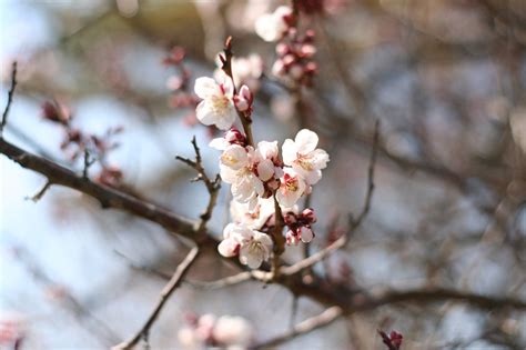 Sakura Fleurs De Cerisier Photo Gratuite Sur Pixabay Pixabay