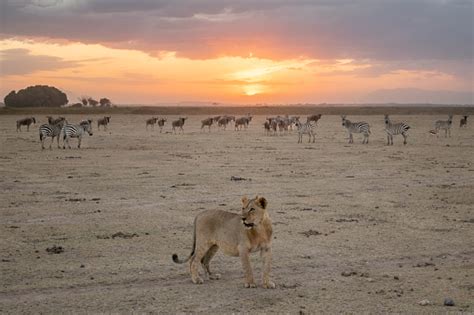 Exploring The Untamed Beauty Of Kenyas Safari Where Majestic African