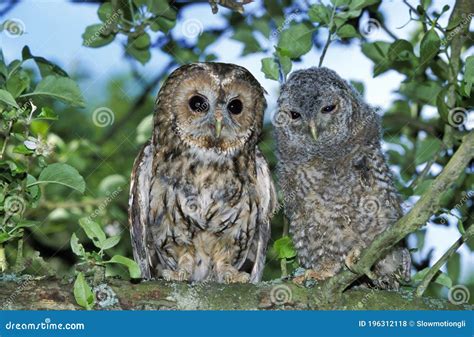 Eurasian Tawny Owl Strix Aluco Adult With Chick Standing On Branch