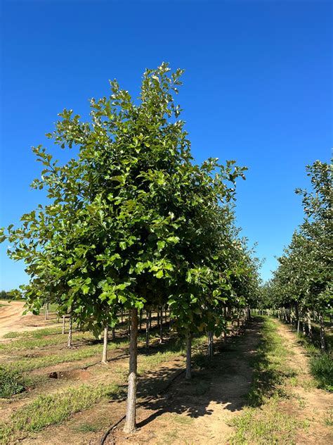 Beacon Swamp White Oak Bold Spring