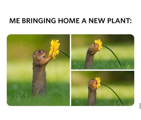 Pin on Plant & Garden Quotes, Humor & Illustrations