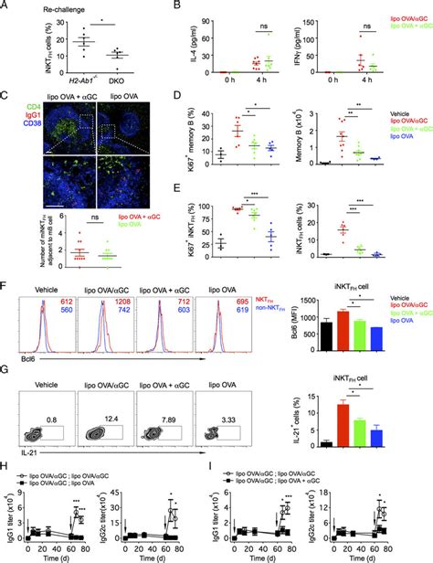 Ag Presenting B Cells Are Required For Recall Ab Responses A Inkt Fh