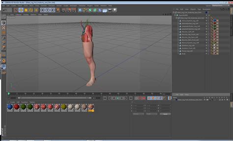 Piel y anatomía completa de la pierna masculina Modelo 3D 149 3ds