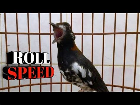 PANCINGAN ROLL SPEED ANIS KEMBANG GACOR NGEPLONG YouTube