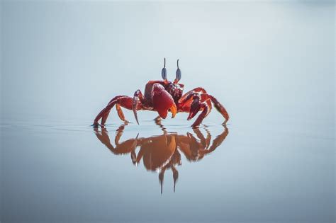 Cancer Spirit Animal: The Tender Crab's Emotional Journey