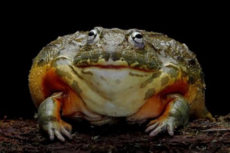 What Do African Bullfrogs Eat In The Wild And As Pets Diet And Health