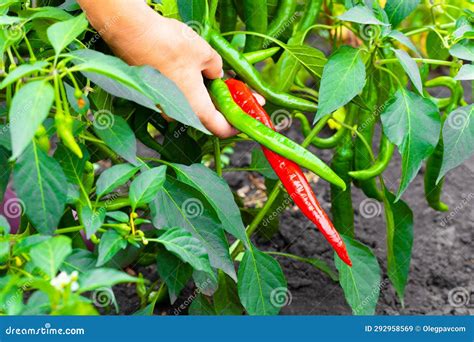 Growing Fresh Chili Peppers in the Garden Stock Image - Image of pepper ...