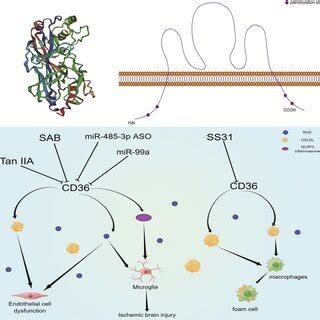 PDF Role Of CD36 In Central Nervous System Diseases