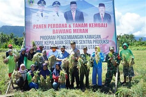 Panen Perdana Dan Tanam Kembali Bawang Merah Varietas Tajuk Di Kelompok