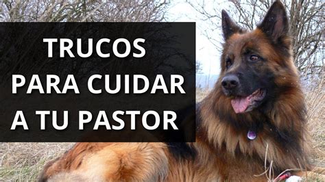 Los Mejores Trucos Y Consejos Para Cuidar A Tu Pastor Alem N Youtube