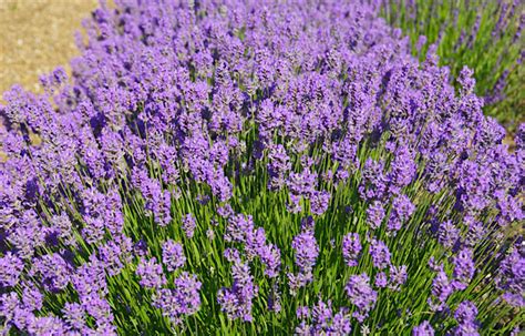 Lavandula Angustifolia Cedar Blue K Z Ns Ges L