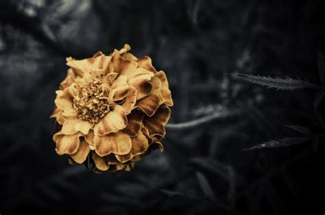 Old Flower Stock Photos, Images and Backgrounds for Free Download