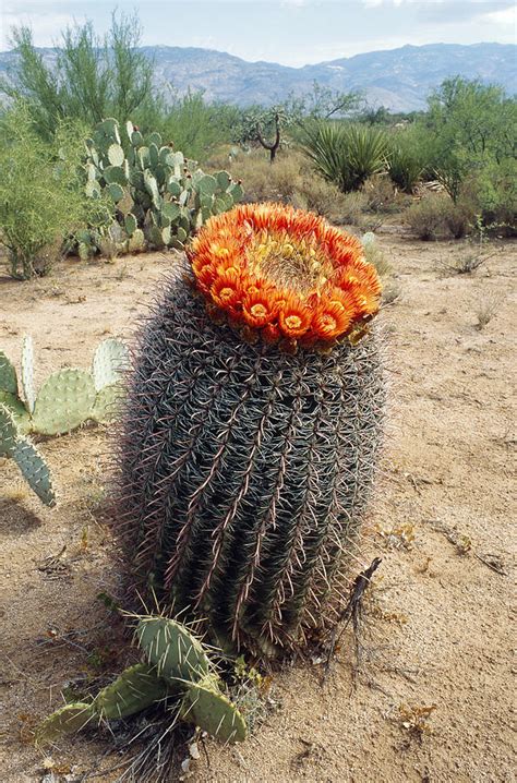 Fishhook Barrel Cactus Photograph By Gerald C Kelley Pixels