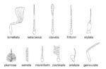 External Morphology Of Insects Head Eyes Antennae Mouth Parts