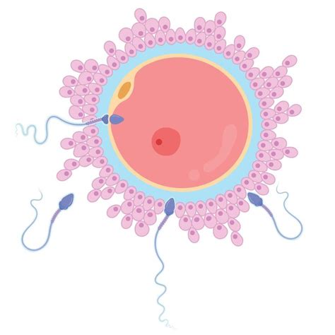 Fertilization Human Egg And Sperm In 2024 Sperm Fall Coloring