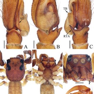 Male Palp Of Indopadilla Songi Sp Nov Holotype A Ventral B