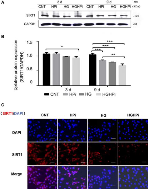 High Phosphate And High Glucose Suppress Sirt Expression A Western