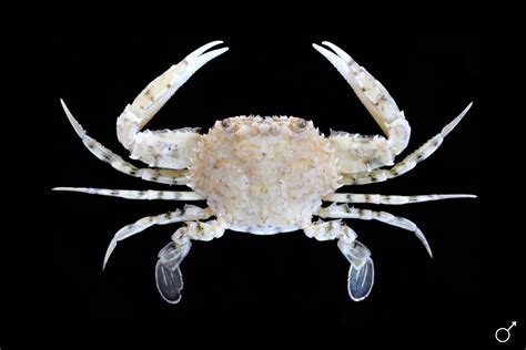 crab  crabs infraorder brachyura