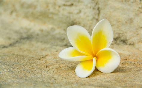 Plumeria Wallpaper 64 Images