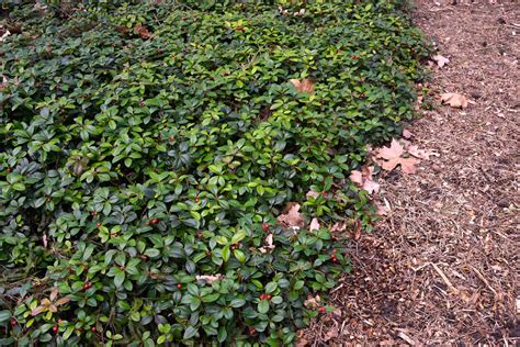 Wintergreen Plant Care And Growing Guide