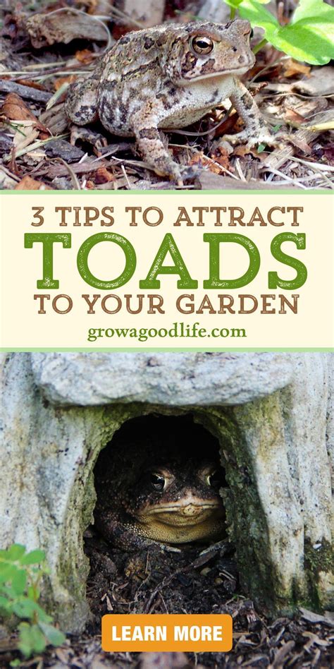 Inviting Frogs And Toads To Your Garden Artofit