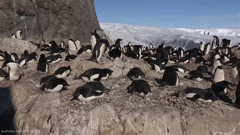 Estimates of Adelie penguin population have more than doubled | abc13.com