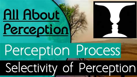 What Is Perceptionperception Process And Selectivity Of Inputs