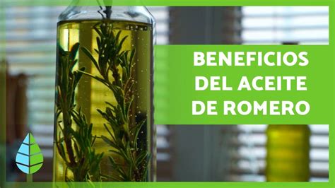 Aceite De Romero Propiedades Beneficios Y C Mo Hacerlo Youtube