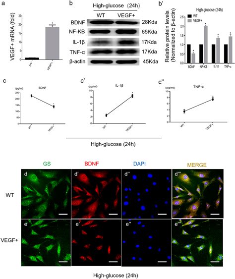 The expression of BDNF IL 1β TNF α and NF κB in MGCs from VEGF