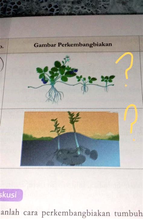 Solved Ada Yang Tau Nama Nya Tolong Bagi Jawaban Dong Gambar