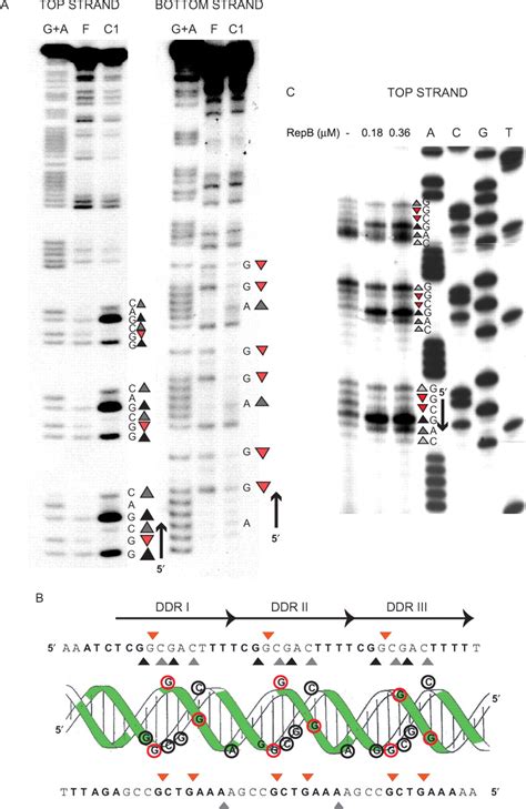 High Resolution Contacts Of RepB With The Bind Locus A DMS Footprint