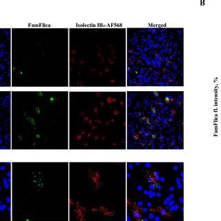 Tau Induces Caspase Activation In Microglial Cells Via Tlr Receptors