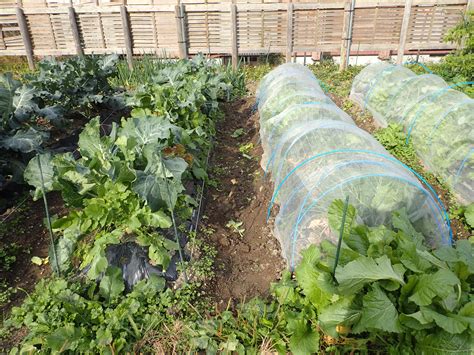 はじめての家庭菜園（12月初旬）秋ジャガイモの収穫！ 暇人主婦の家庭菜園 楽天ブログ