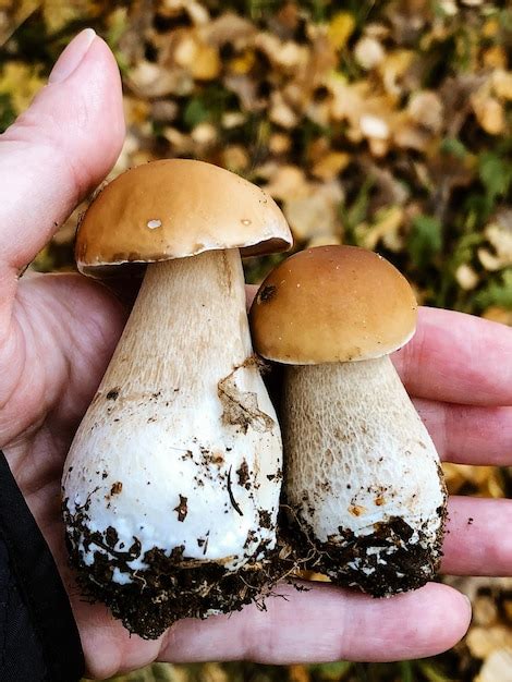 Premium Photo Two Boletus Edulis Or Porcini Mushrooms On Human Palm Hand