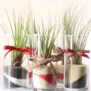 Easy Air Plant Gift Ideas Perfect For Every Occassion