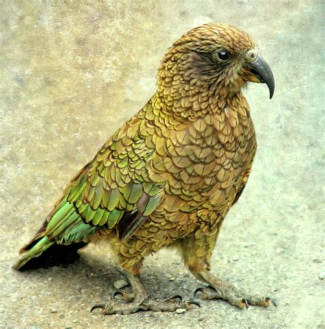 Kea Parrot