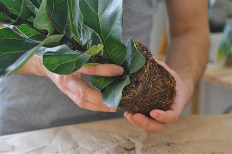 M Os Segurando Um Transplante De Ficus Envasando Plantas Caseiras Ficus