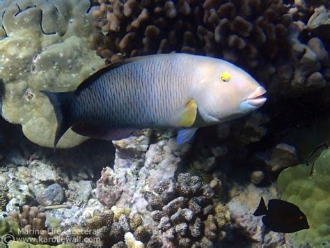 Old Woman Or Blacktail Wrasse Thalassoma Ballieui