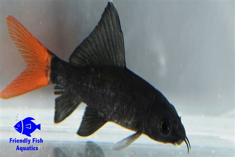 Black Red Tail Shark Friendly Fish Aquatics