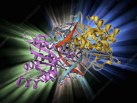 EcoRV restriction enzyme molecule - Stock Image - F009/6232 - Science ...