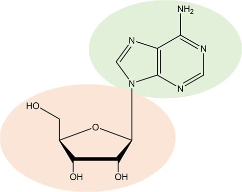 Nucleotide Vs Nucleoside Difference And Comparison